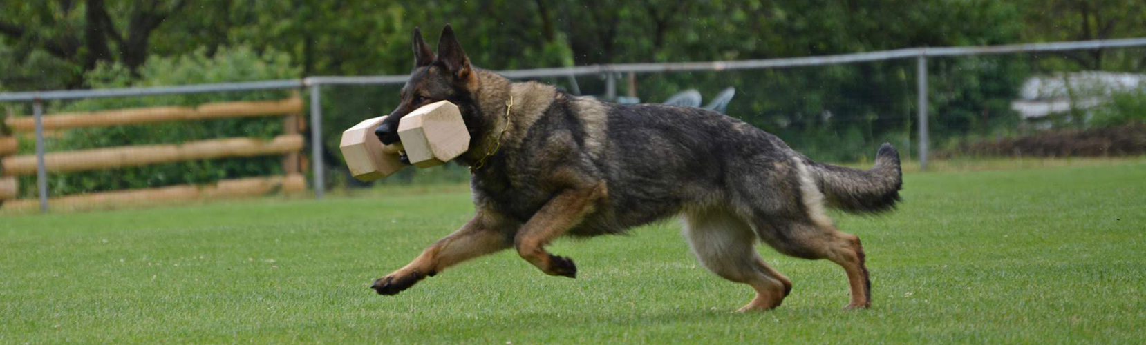 Protection Dogs by CPI Audry
